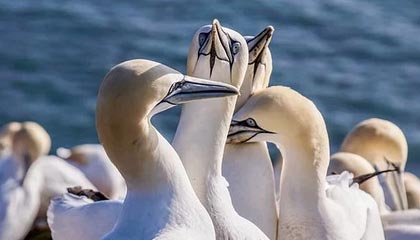 kaiyun-扎马莱克在埃及国家德比中逆袭取胜，扎拉马克