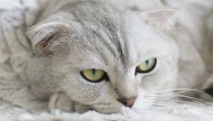 开云网页版登录入口-自动驾驶科技加入F1赛场引发热议，自动驾驶大赛第一名