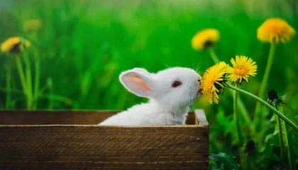 开云首页登录-KPL战队粉丝活动热烈开展，kpl粉丝群